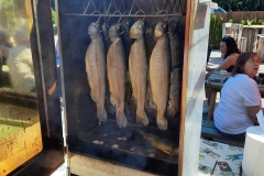 Vissen Moonlights 2021